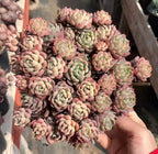 Small echeveria rosette succulent plants in a pot, pink and pale green