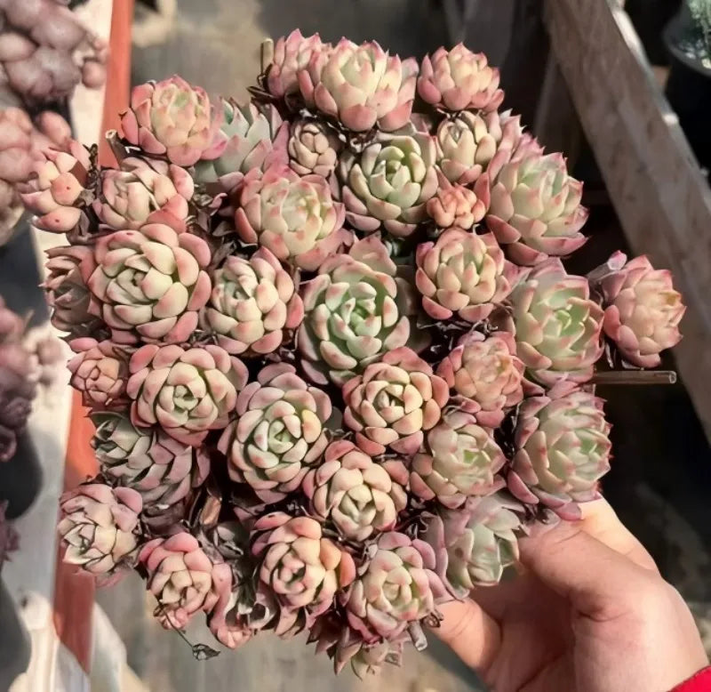 Small echeveria rosette succulent plants in a pot, pink and pale green