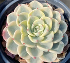 Variegated echeveria in 4 in pot, large pale green rosette with cream variegation