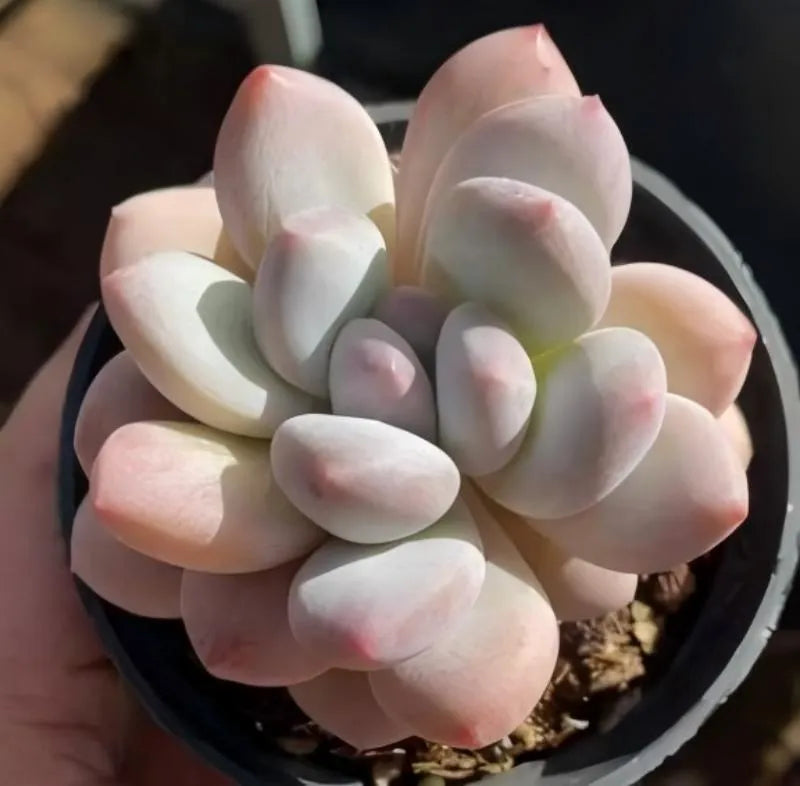 Echeveria succulent in black pot, pale pink teardrop leaves forming a rosette