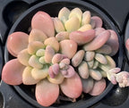 Variegated echeveria succulent in black pot, oval leaves with pink and green variegation
