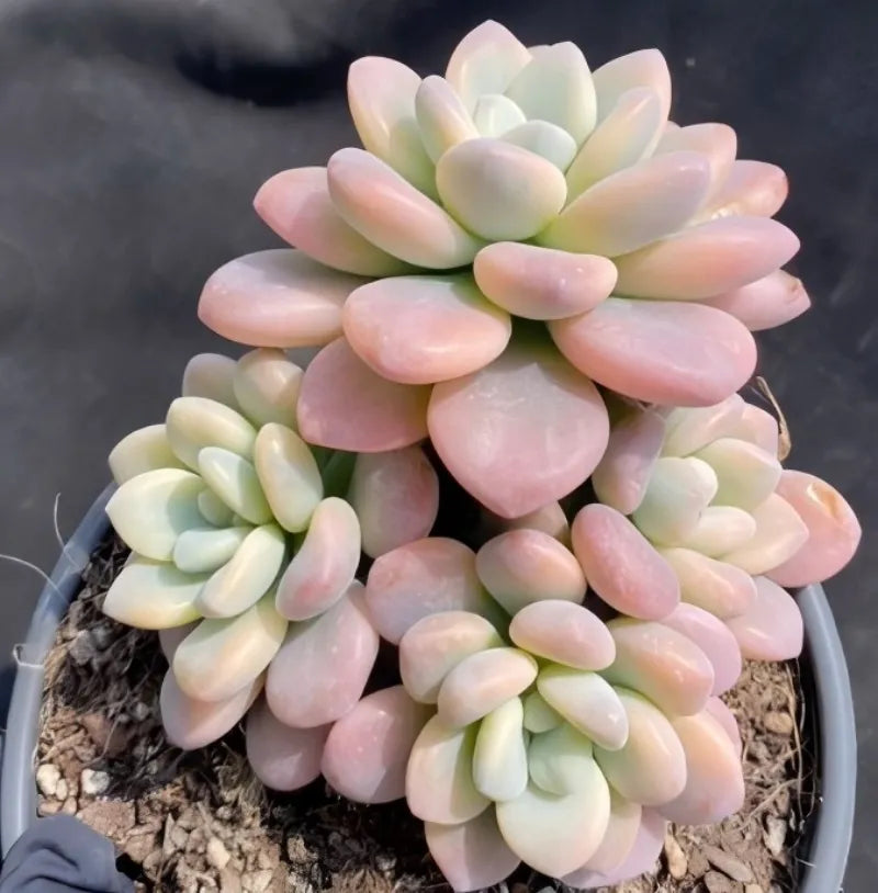 Variegated succulent in gray pot with pastel pink, cream, and pale green rosette leaves