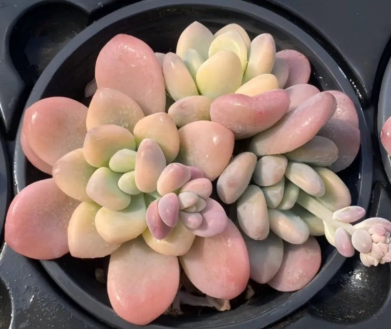 Variegated echeveria rosette with pink tips and pale green leaves in black pot