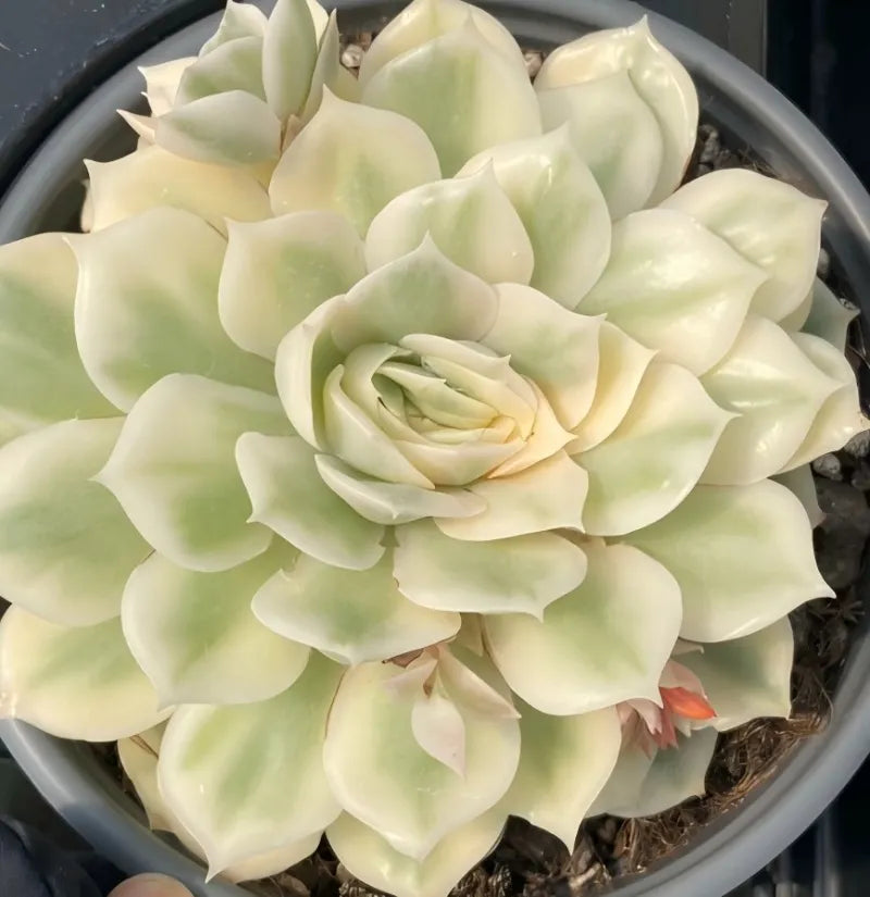 Variegated echeveria succulent rosette in 4 in pot, cream outer leaves