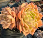 Succulent rosette cluster, orange and pale yellow layered leaves