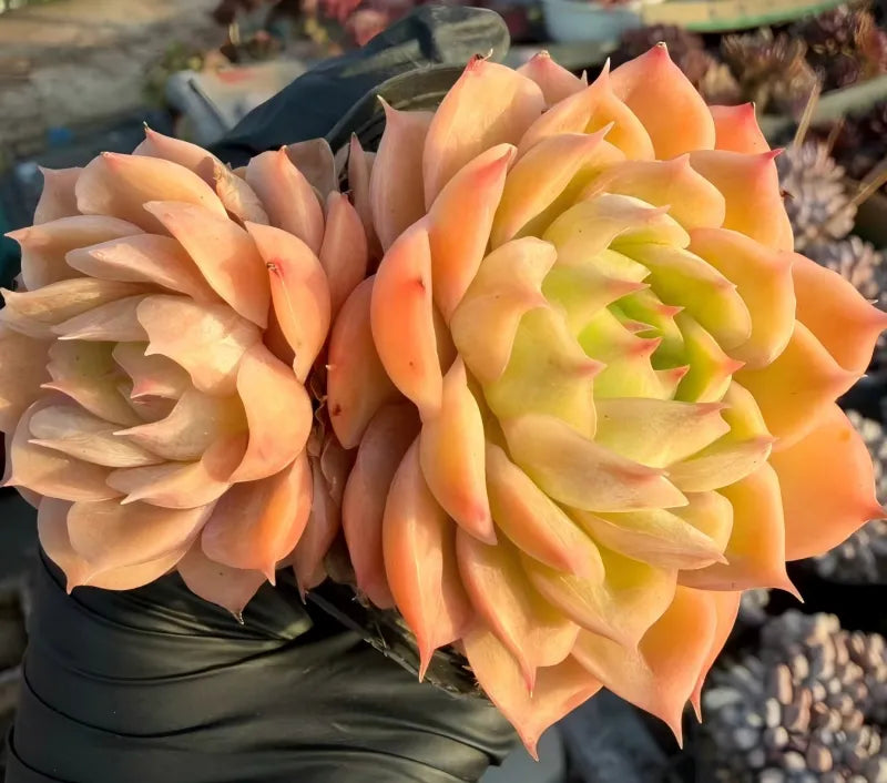 Echeveria Onsno Soil Song