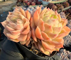 Echeveria Onslow succulent rosette cluster, peach-orange layered leaves