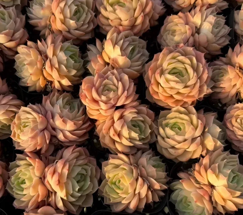 Echeveria Onsno Soil Song