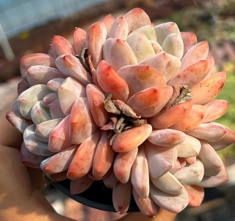 Echeveria succulent cluster with orange, peach, and cream rosette leaves