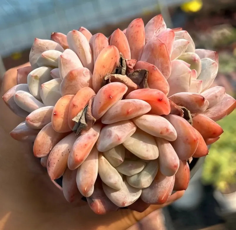 Echeveria succulent rosette cluster in orange and cream with curled leaves