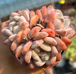 Echeveria Orange Monroe Cluster Soil Song