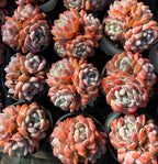 Multiple Echeveria succulent rosette plants with orange, peach, and cream leaves