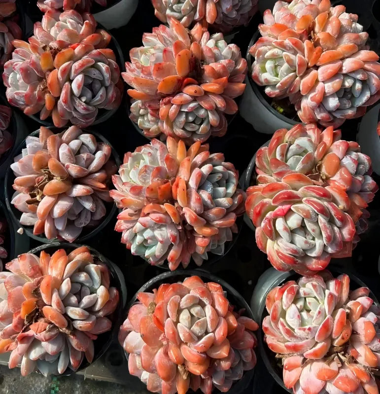 Echeveria Orange Monroe Cluster Soil Song