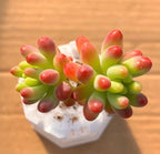 Echeveria succulent in a white pot, green and pink rosette leaves