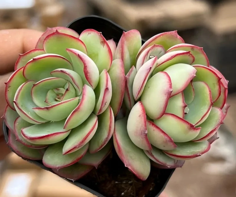 Echeveria Pamela cluster in black pot, pale green rosettes with red-pink edges