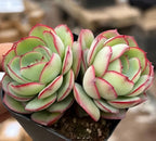 Succulent rosette cluster in black pot, pale green leaves with bright pink borders