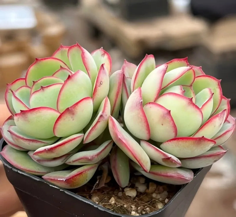 Succulent plant cluster in black pot, mint-green rosettes with pink-red tips