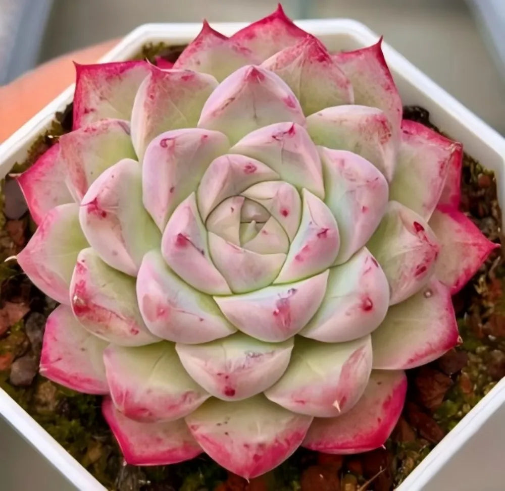Echeveria succulent rosette in a white square pot, pale green leaves with pink speckles