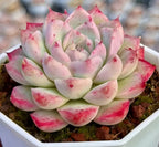 Echeveria succulent rosette with pale green leaves and bright pink speckled edges in a pot
