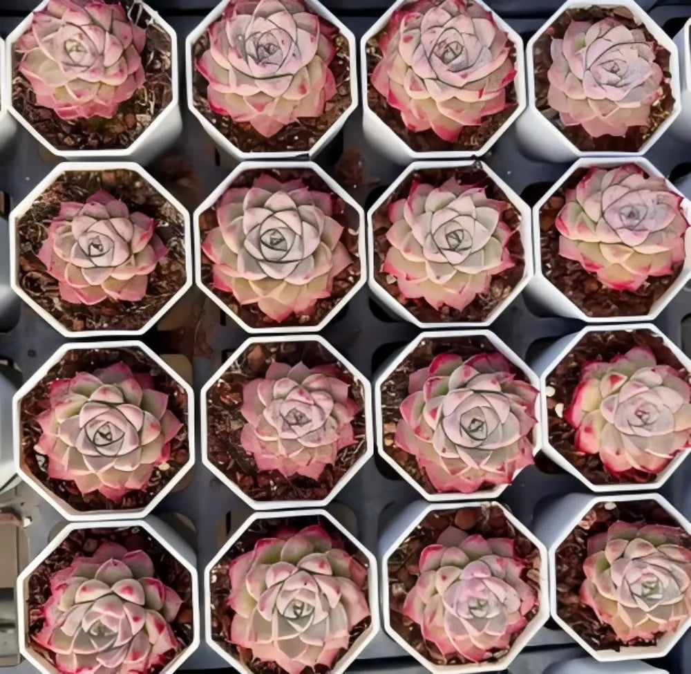 Tray of potted Echeveria succulent rosettes with pale green leaves and pink-blushed edges