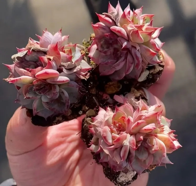 Echeveria succulent in 2-inch pot, pink and magenta rosette clusters