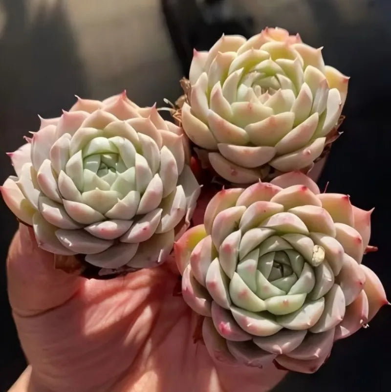 Echeveria Pink Bella succulent rosettes with pale pink and green leaves