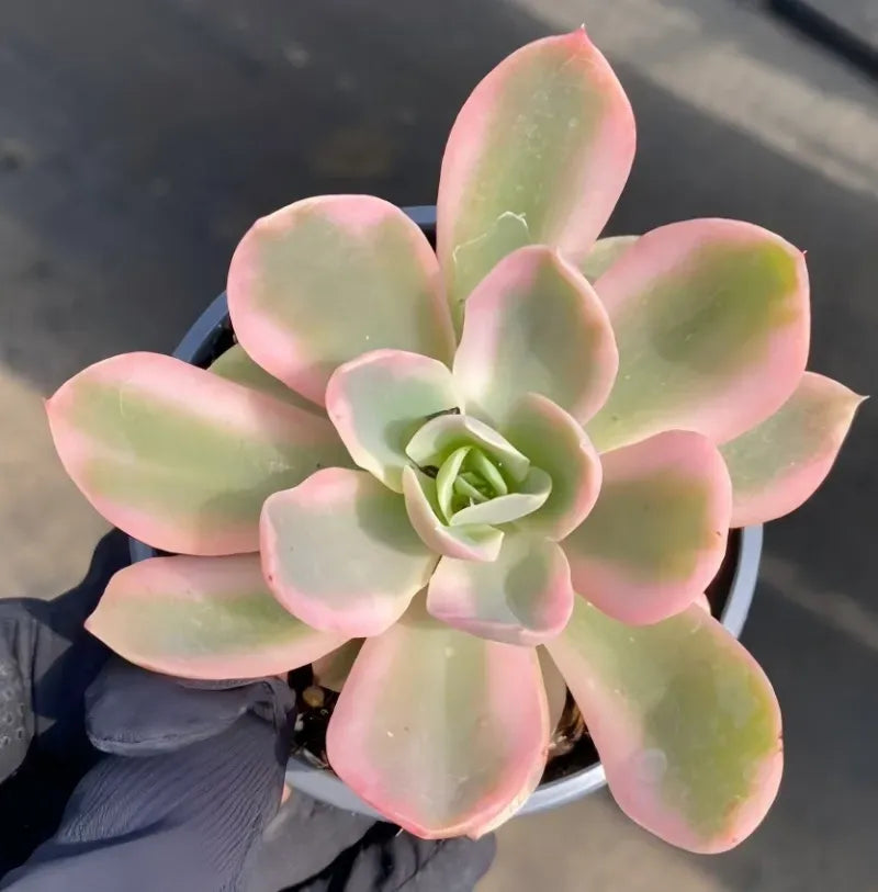 Potted echeveria rosette in dark pot, pale green leaves with rosy variegation