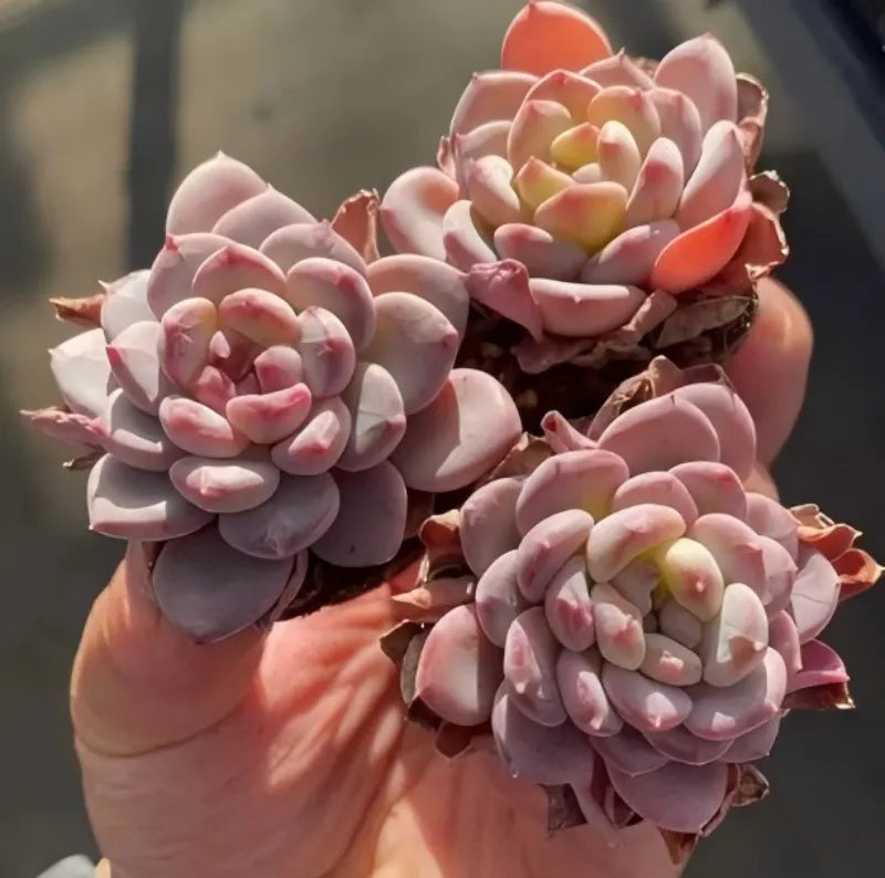Pink Echeveria rosettes in a 2 in pot, held in hand