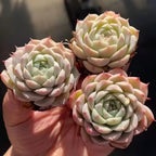 Echeveria Pink Bella succulent rosettes, pale pink and green leaves close-up