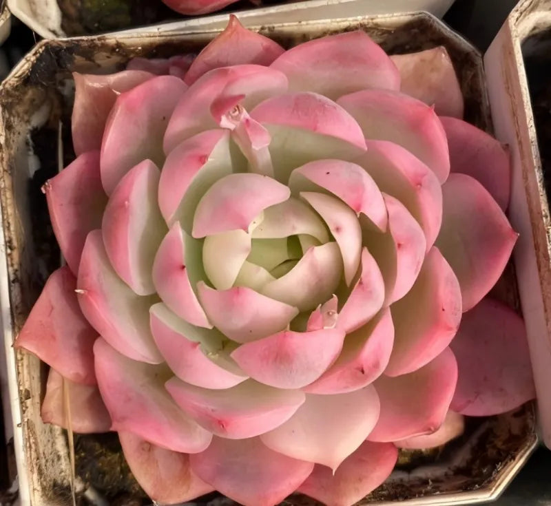 Echeveria succulent in a small pot, pink outer rosette with pale cream center