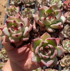 Pink rosette succulent in 2-inch pot held in a hand