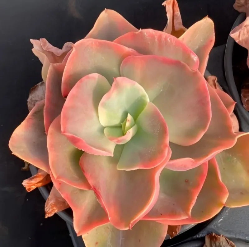 Variegated Echeveria succulent rosette in small pot, soft pink and pale green leaves