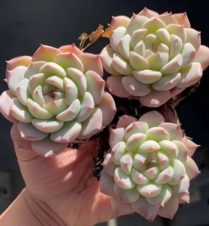 Echeveria succulent rosettes in pale green with soft pink highlights, grouped in pots