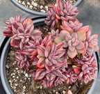 Echeveria succulent with pink-purple variegated rosette leaves in gray pot, 4 in