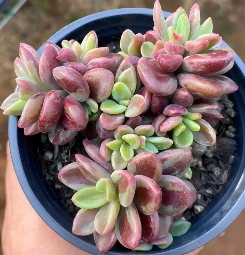 Variegated purple heart succulent in dark pot, pink and green rosette leaves