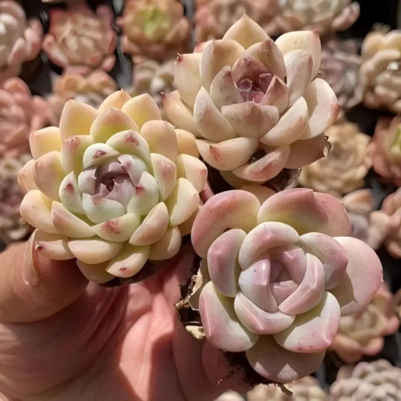 Echeveria Purpura Glow succulent in 2-inch pot, pale pink rosette cluster