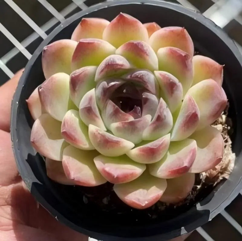 Potted echeveria succulent rosette with green leaves and pink-red tips in round dark pot