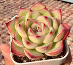 Echeveria succulent rosette in white pot, pale green leaves with red edges