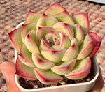 Echeveria Queen Rose Soil Song