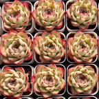 Echeveria succulent rosettes in small pots, pale green with red-tinted tips
