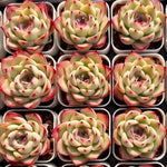 Echeveria Queen Rose Soil Song