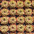 Echeveria succulent rosettes in tray of small pots, pale green with red tips