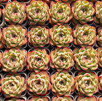 Echeveria Queen Rose Soil Song