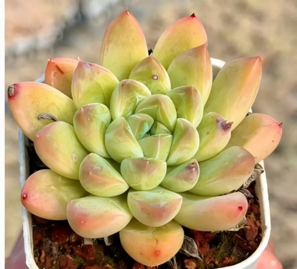 Echeveria succulent with pale green rosette leaves and pinkish tips in a small pot
