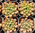 Echeveria succulent rosettes in white tray cells, green leaves with peach tips