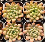 Echeveria Raccoon Soil Song