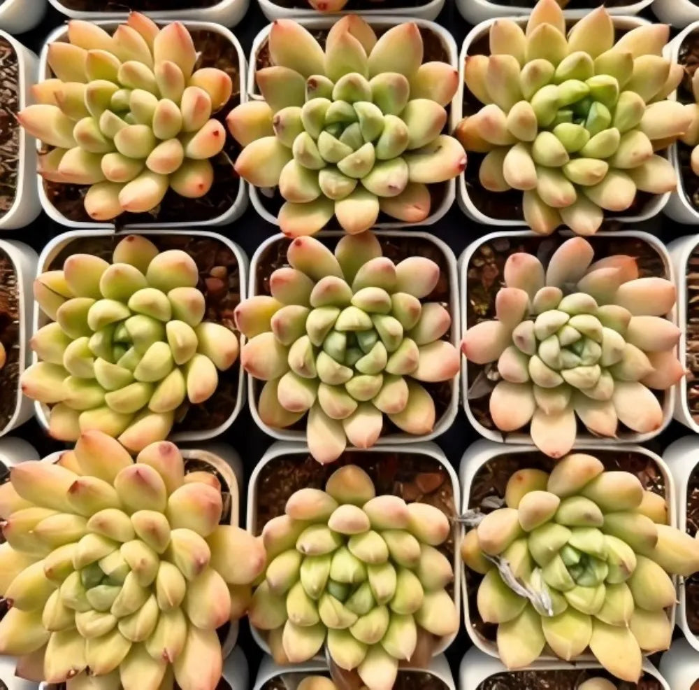 Assorted echeveria succulent rosettes in tray cells, layered green leaves with pink tips