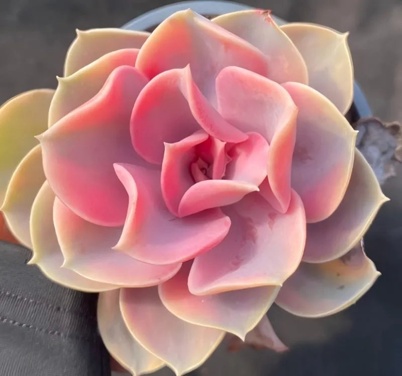Variegated echeveria rosette, pink centers with cream outer leaves in pot