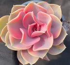 Tight variegated echeveria rosette close-up in pot, pink-red on cream leaves