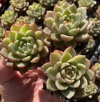 Echeveria succulent in 2-inch pot, green rosette with peach-red tips